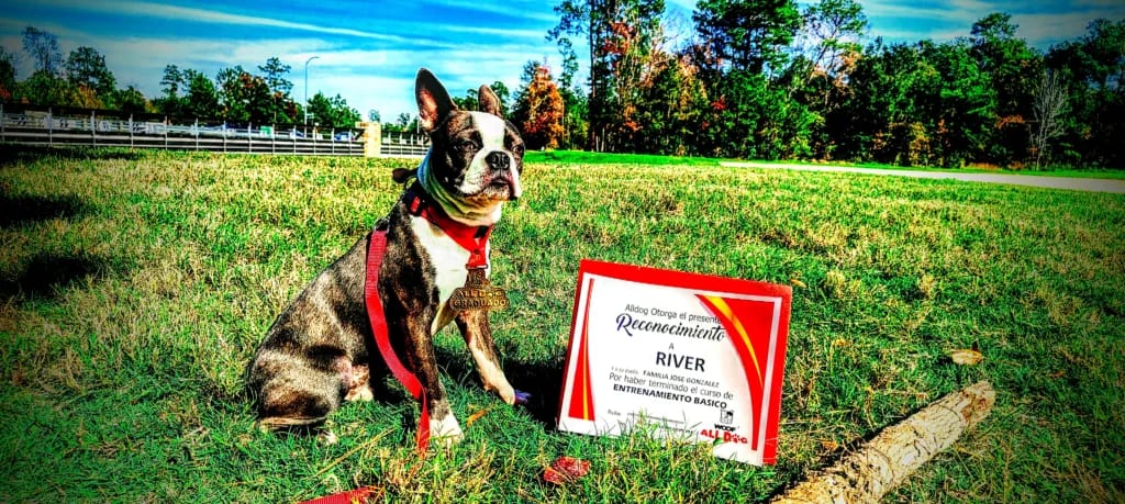 River cachorro graduado
