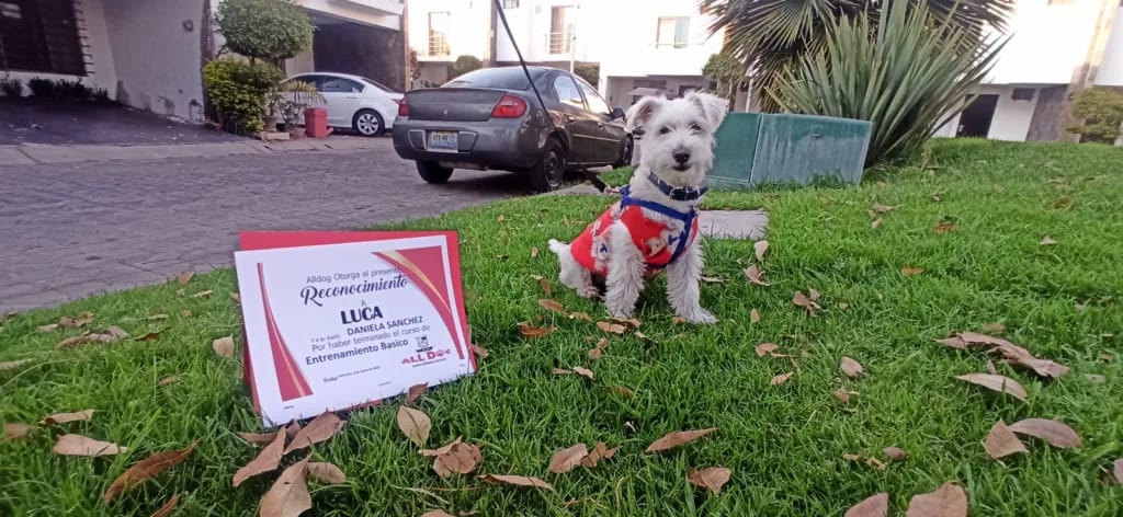 Entrenamiento basico