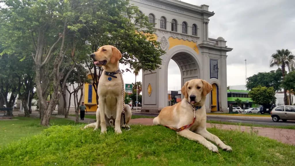 Entrenador perros guadalajara