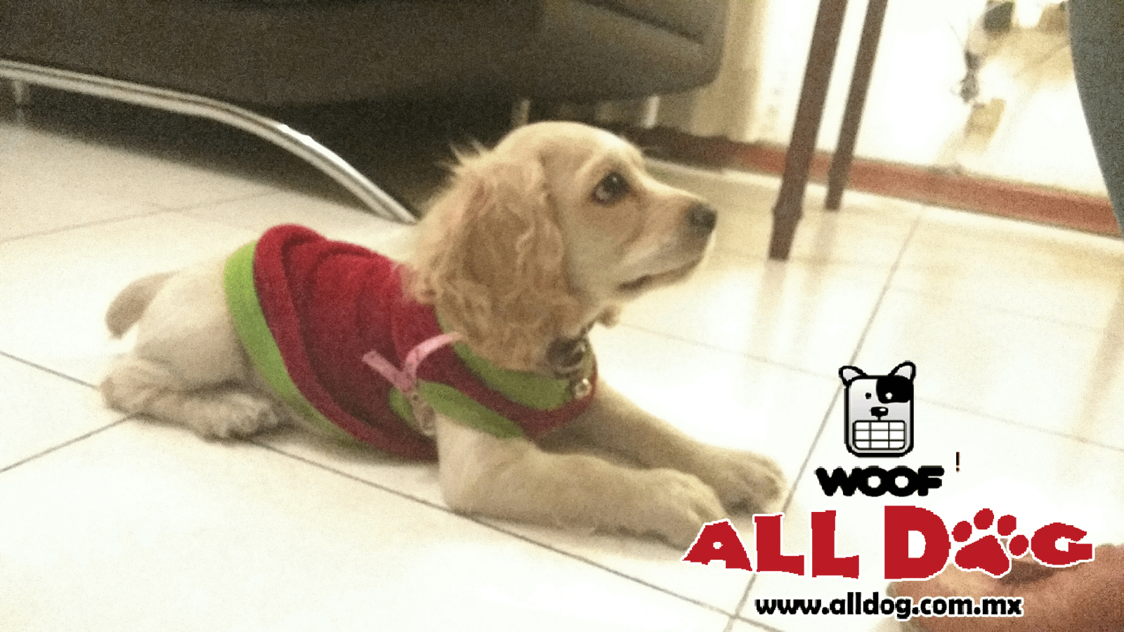 Paseos con cachorros