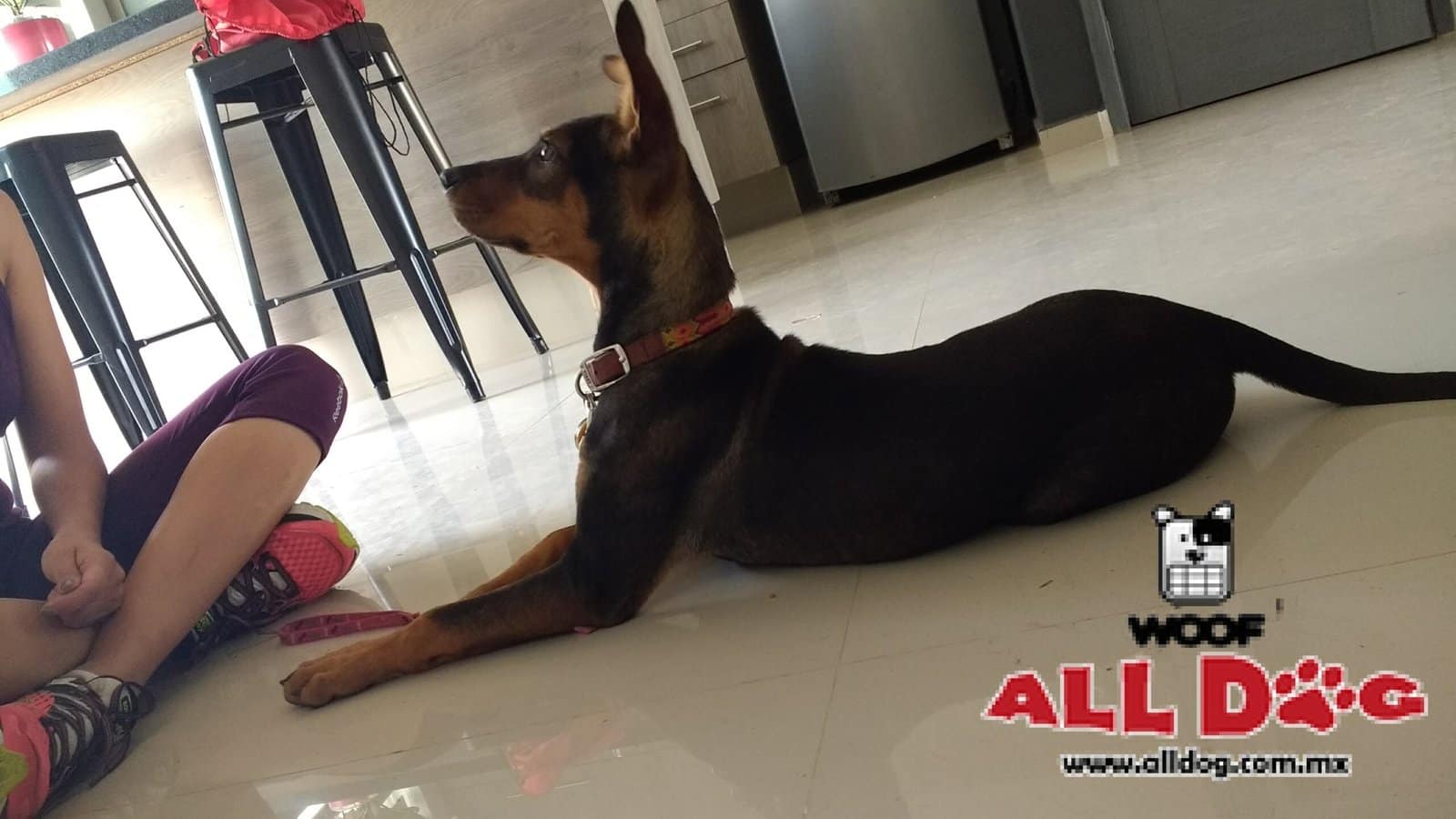 12 consejos para entender a tu perro