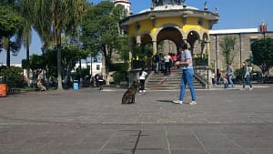 Entrenador perros Zapopan