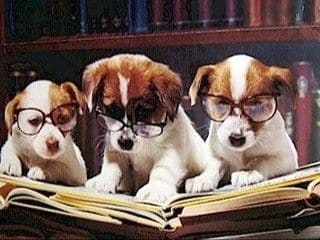 ¿Qué edad es la adecuada para educar a mi perro?