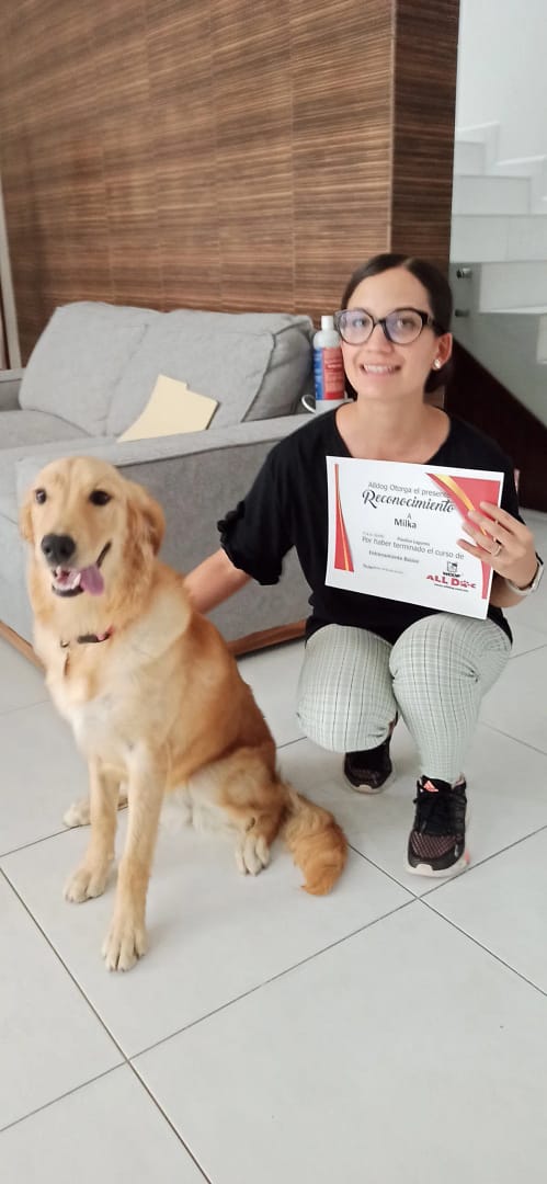 Curso básico e obediencia