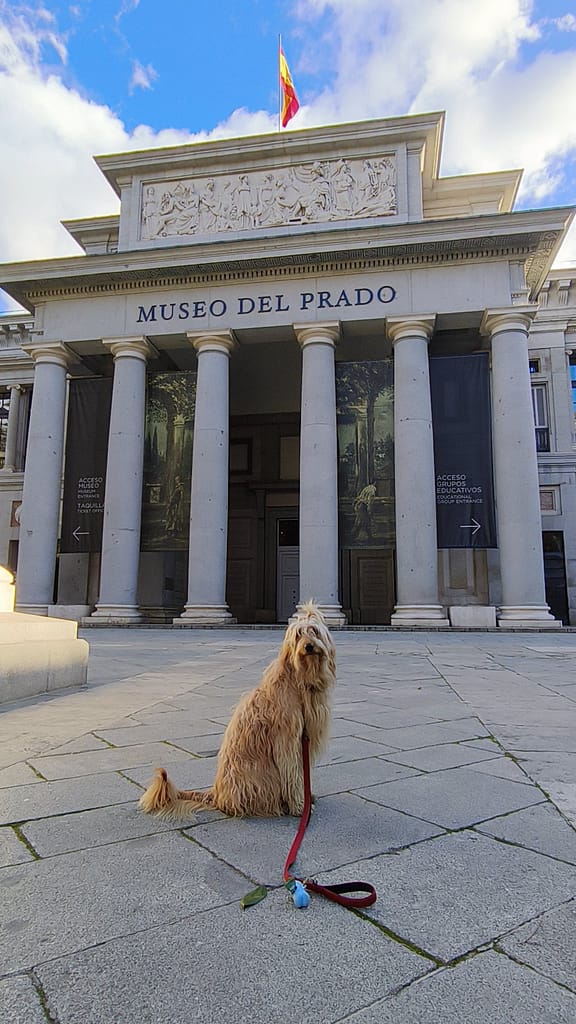 Golden doodle museo del prado