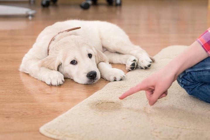 como evitar que el perro haga caca en la jaula