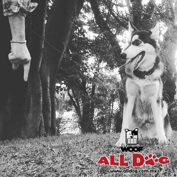 Escuela de Adiestramiento Canino