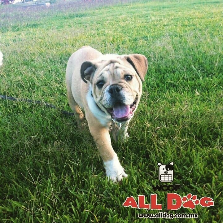 ¿Acabas de adquirir un cachorro?