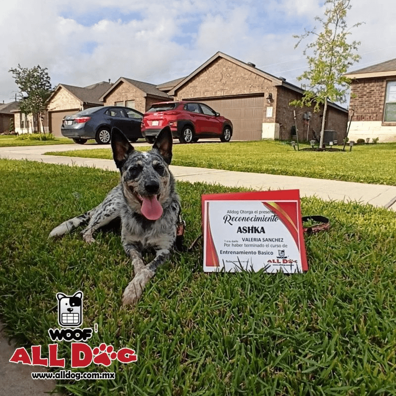 All Dog: ¡Entrenando perros con amor y pasión en Houston!