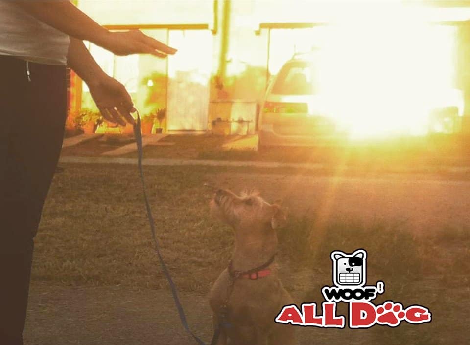 Ventajas de entrenar a tu perro