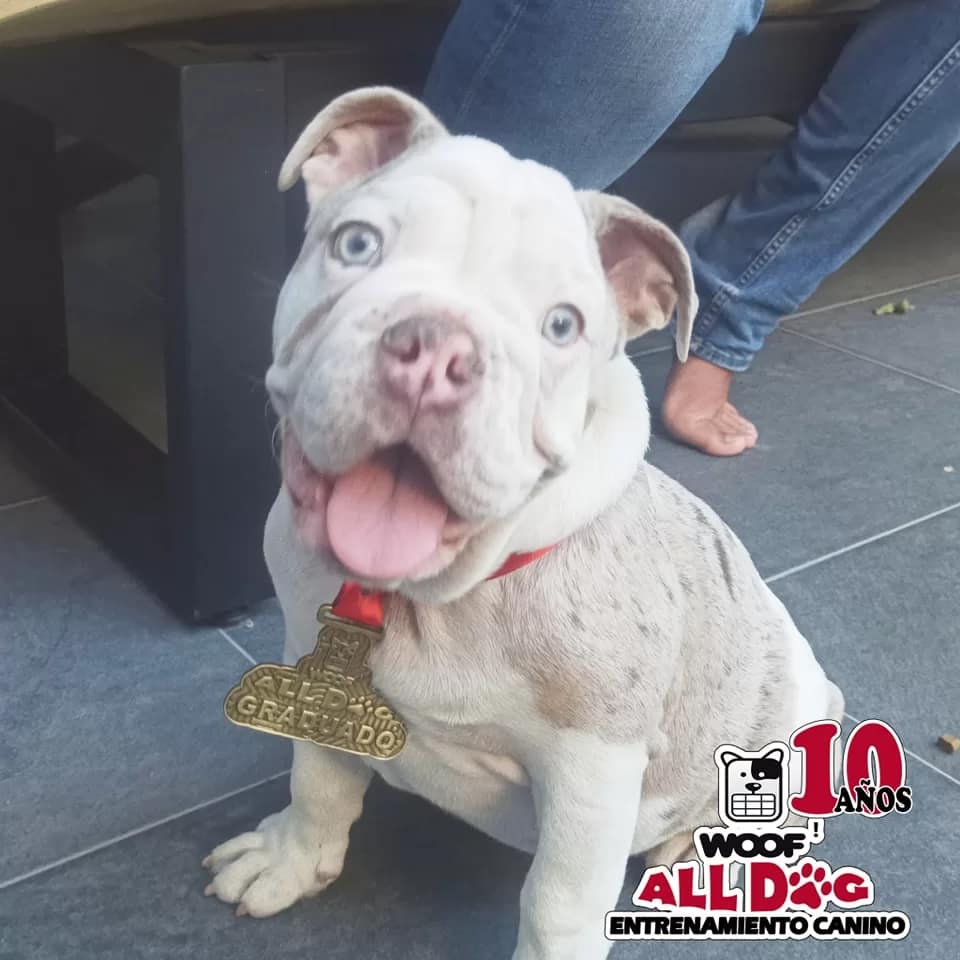 Entrenamiento cachorros