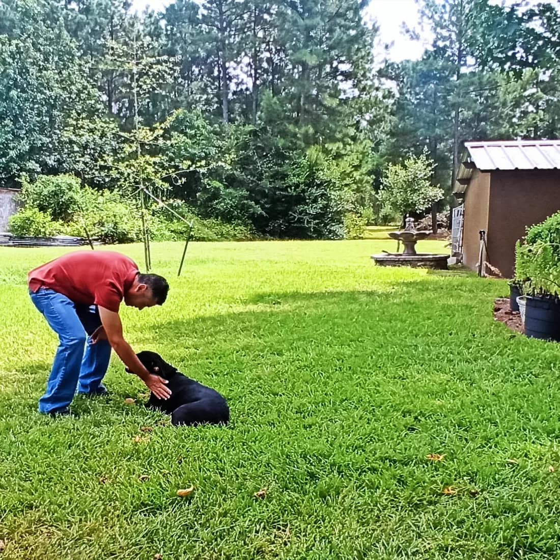Entrenamiento canino profesional en Houston, Texas con ALLDOG