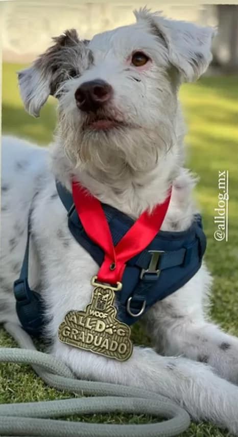 Graduados del entrenamiento para cachorros ALLDOG